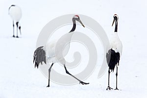 Dancing Cranes. The ritual marriage dance of cranes. The red-crowned crane. Scientific name: Grus japonensis, also called the