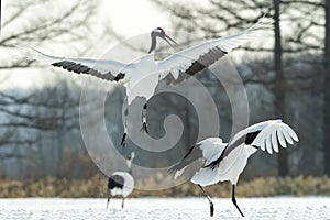 Dancing Cranes. The ritual marriage dance of cranes. The red-crowned crane. Scientific name: Grus japonensis, also called the