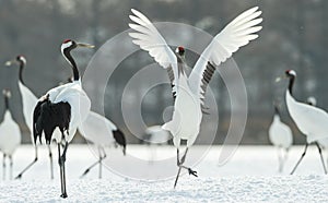 Dancing Cranes. The ritual marriage dance of cranes. The red-crowned crane. Scientific name: Grus japonensis, also called the