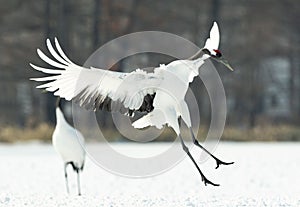 Dancing Cranes. The ritual marriage dance of cranes. The red-crowned crane. Scientific name: Grus japonensis, also called the