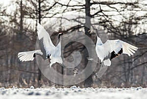 Dancing Cranes. The ritual marriage dance of cranes. The red-crowned crane . Scientific name: Grus japonensis, also called the