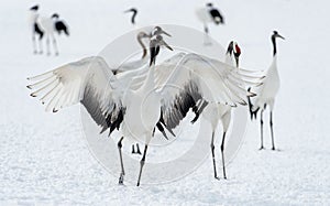 Dancing Cranes. The ritual marriage dance of cranes. The red-crowned crane. Scientific name: Grus japonensis, also called the