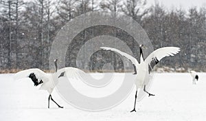 Dancing Cranes. The ritual marriage dance of cranes. The red-crowned crane. Scientific name: Grus japonensis, also called the