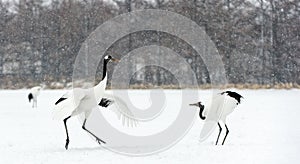 Dancing Cranes. The ritual marriage dance of cranes. The red-crowned crane. Scientific name: Grus japonensis, also called the