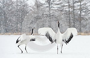 Dancing Cranes. The ritual marriage dance of cranes. The red-crowned crane. Scientific name: Grus japonensis, also called the