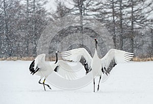 Dancing Cranes. The ritual marriage dance of cranes. The red-crowned crane. Scientific name: Grus japonensis, also called the