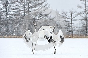 Dancing Cranes. The ritual marriage dance of cranes. The red-crowned crane. Scientific name: Grus japonensis, also called the