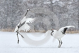 Dancing Cranes. The ritual marriage dance of cranes. The red-crowned crane. Scientific name: Grus japonensis, also called the