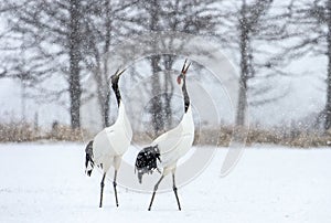 Dancing Cranes. The ritual marriage dance of cranes. The red-crowned crane. Scientific name: Grus japonensis, also called the