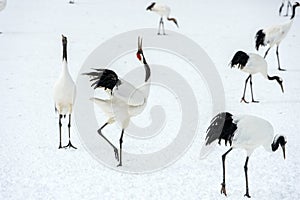 Dancing Cranes. The ritual marriage dance of cranes. The red-crowned cranes.