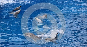 Dancing dolphins photo