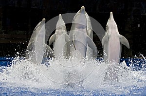 Dancing dolphins 1