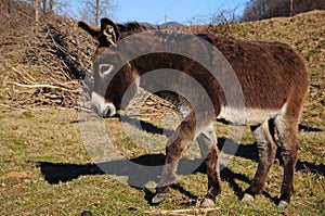 Dancing donkey photo