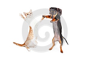 Dancing Doxie Dog and Kitten