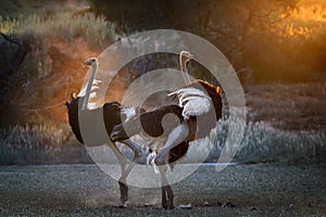 Dancing in the dust. Two Ostrich males, Struthio camelus, displaying each other in dust backlighted by last rays of setting sun