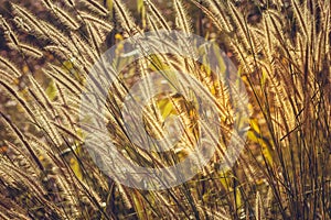 Dancing of Feather Pennisetum or mision grass.