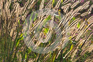 Dancing of Feather Pennisetum or mision grass. photo