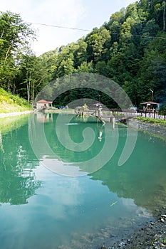 Dancing fish in a crystal clear mountain lake