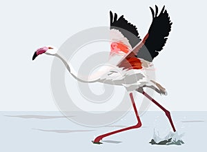 dancing flamingo exotic bird vector illustration