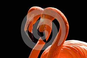 Dancing Flamingos on Black