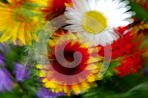 Dancing flowers (Fall colors)