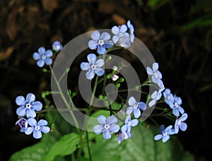 Dancing flowers