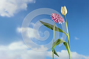 Dancing flowers, white tulip and pink gerbera dance together on