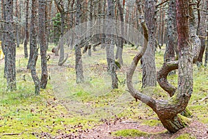 Dancing forest on the Curonian spit