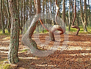 `Dancing Forest` on the Curonian Spit. Kaliningrad region