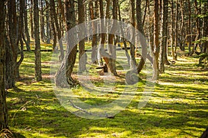 Dancing forest at Curonian spit in Kaliningrad region in Russia