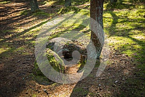 Dancing forest at Curonian spit in Kaliningrad region in Russia