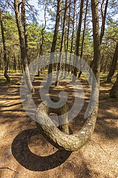 Dancing forest in Curonian Spit National Park