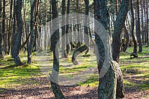 Dancing forest, Curonian spit, Pine twisted trees forest, Kurshskaya Kosa National Park, Kaliningrad Oblast, Russia and Klaipeda