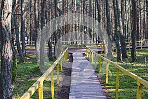 Dancing forest, Curonian spit, Pine twisted trees forest, Kurshskaya Kosa National Park, Kaliningrad Oblast, Russia and Klaipeda
