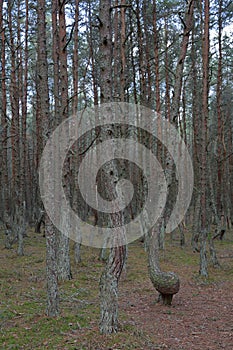 Dancing Forest, Curonian Spit, Russia