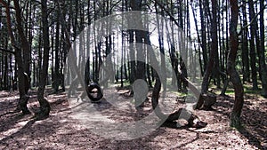 Dancing forest, Curonian spit, Russia