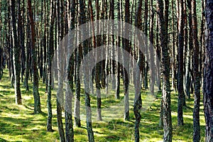 Dancing forest, Curonian Spit, Russia