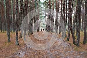 Dancing forest. Kaliningrad region