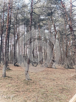 The Dancing Forest in Kaliningrad Russia