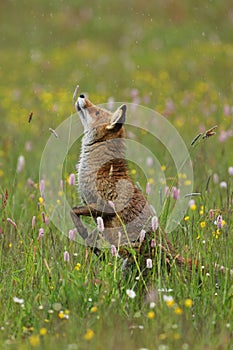 Dancing fox. Red fox, Vulpes vulpes, standing on hind legs and sniffing at grass stem. Cute beast in flowered meadow