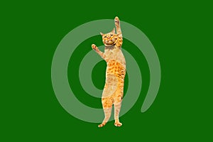 Dancing ginger cat raises his paw up isolated on a green background