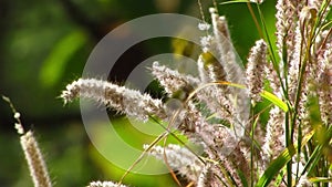 Dancing Grass Buds and Chirping Birds : Forest Scene