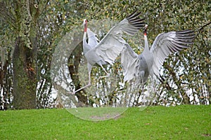 Dancing gray crane