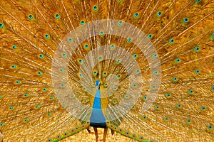 Dancing  Indian peafowl bird, wallpaper 