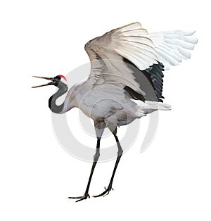 Dancing japanese crane isolated on white photo
