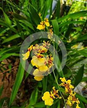 Dancing-lady orchid & x28;oncidium flexuosun& x29;  sri lanka