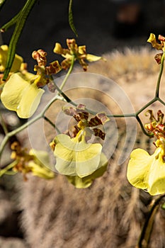 Dancing Lady orchid is a yellow Oncidium flexuosum orchid flower