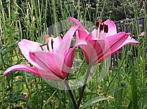 Dancing lilys