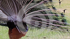 Dancing Male Peacock Shaking Feathers