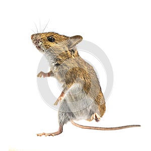 Dancing mouse isolated on white background